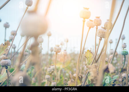 Primo piano di molte teste di papavero nel campo di papavero pronto per il raccolto Foto Stock