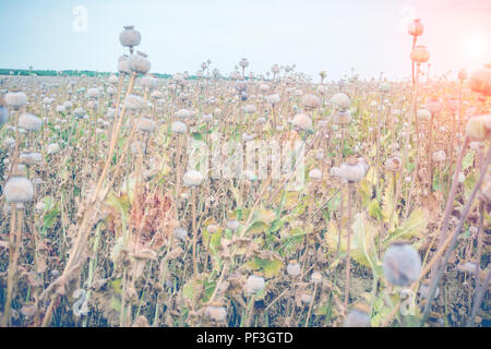 Primo piano di molte teste di papavero nel campo di papavero pronto per il raccolto Foto Stock