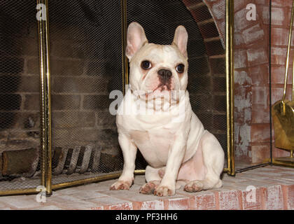 Piccola tan e bianco french bull dog, noto anche come bouledogue francese, seduto su un fuoco di mattone posto nella parte anteriore dello schermo, no fire, guardando leggermente per visione