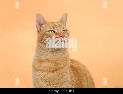 Ritratto di uno arancione tabby ginger cat su uno sfondo arancione. Cerca fino ai telespettatori di destra con copia spazio. Foto Stock