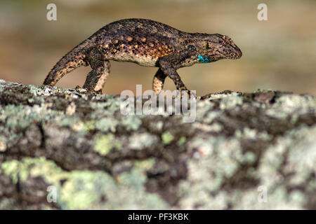 Recinzione orientale Lizard (Sceloporus undulatus) visualizzazione - Giardino degli dèi deserto, Shawnee National Forest, Southern Illinois, Stati Uniti d'America Foto Stock