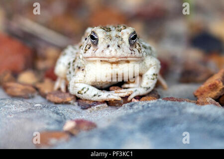 Toad specie (bufonidae) al Rock Città Area Naturale - Lucas Park, Lago di Wilson, Kansas Foto Stock