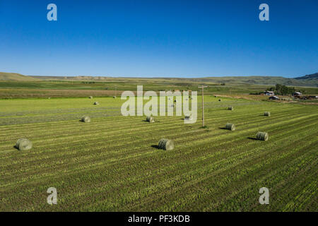 Rotoli di verde di balle di fieno si delinea nel campo In attesa per il raccolto. Foto Stock