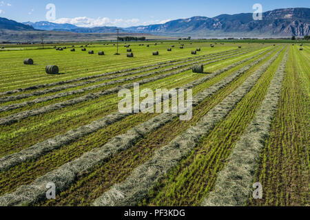 Fieno verde fissa sul terreno dopo essere stato tagliato in una fattoria campo. Foto Stock