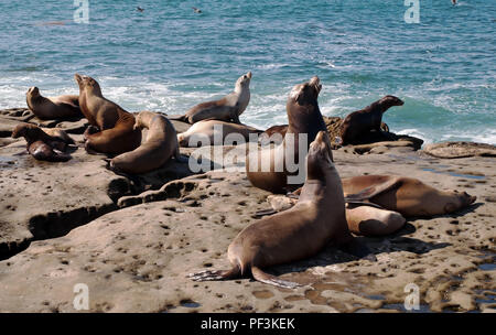 Un gruppo di California i leoni di mare ensoleillement stessi sulle rocce a La Jolla Cove a La Jolla, California, Stati Uniti d'America in estate Foto Stock