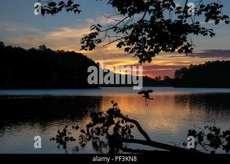 Silhouette di un airone blu battenti dal suo pesce persico e retroilluminati da l'alba sul lago di Johnson Park in Raleigh North Carolina Foto Stock