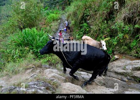 Mungere le mucche in LA ZUNGA - Ecuador confine -San Ignacio- Dipartimento di Cajamarca .PERÙ Foto Stock