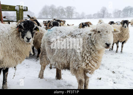 Pecore in attesa del loro avanzamento durante il rigido inverno conosciuta come la "bestia da parte Est 2", Teesdale, County Durham Regno Unito Foto Stock