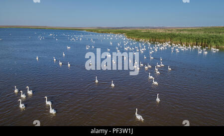 Cigni bianchi (cygnus cygnus) nel Delta del Danubio, Romania Foto Stock