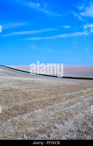 Un verde lunga siepe sottili tagli attraverso il centro di due campi arati un campo è marrone e le altre è d'oro con cielo blu chiaro in alto a questo Foto Stock