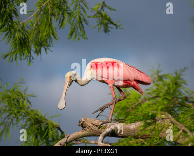 Vivid roseate spoonbill in treetop Foto Stock