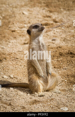 Meerkat di sentinella Foto Stock