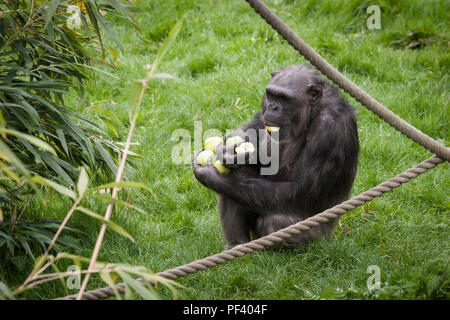 Uno scimpanzé presso lo Zoo di Edimburgo Foto Stock