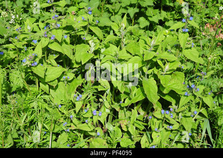 Verde, alkanet Pentaglottis sempervirens arrivando in fiore. Foto Stock