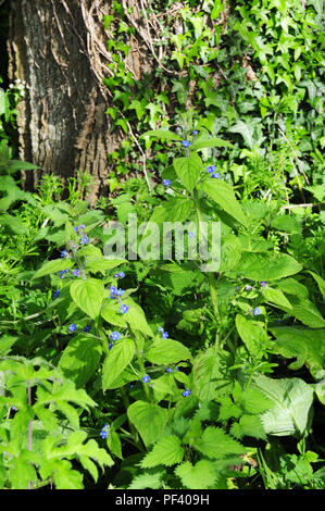 Verde, alkanet Pentaglottis sempervirens che cresce in un campo di margine. Foto Stock