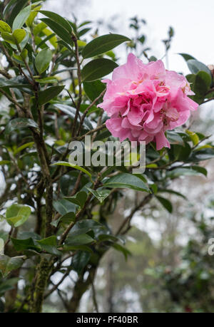 Azalea colore rosa con la caduta di puro dopo la pioggia nel giardino botanico. Foto Stock