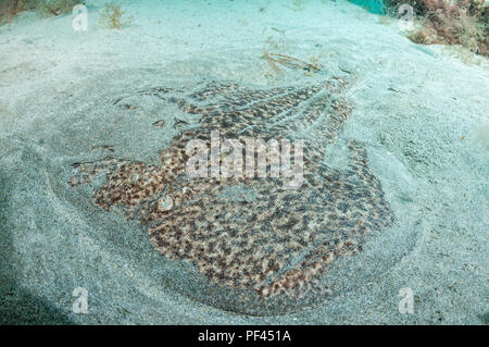 In marmo raggio elettrico, Torpedo marmorata, sabbioso, Graciosa, Isole Canarie, Spagna Foto Stock