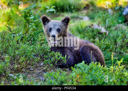 Brown bear cub è sempre un po' di riposo. Foto Stock