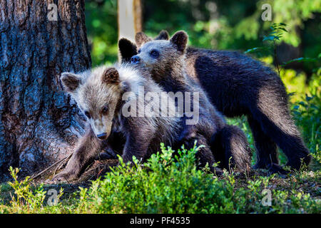 Orso bruno cubs sta giocando nella foresta. Foto Stock