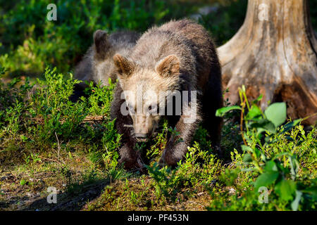 Brown Bear Cub ha curiosità e mostra già un po' di determinazione nei suoi occhi. Foto Stock