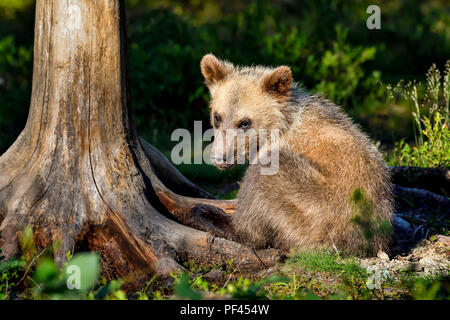 Brown bear cub è un pò vecchio. Foto Stock