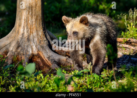 Brown bear cub è osservando il bosco circostante. Foto Stock