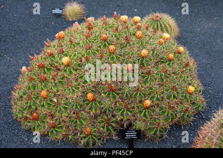 Ferocactus robustus nel Jardin de Cactus Garden, Guatiza, Lanzarote Island Foto Stock