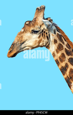 Ritratto Della Giraffa Sudafricana Foto Stock