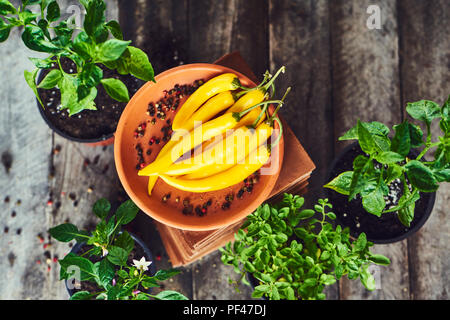 Fresh red hot chili pepper in ciotola con piantina su sfondo rustico, vista dall'alto Foto Stock