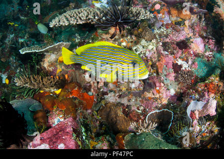 Il Ribboned Sweetlips, Plectorhinchus Polytaenia è una specie di grugnito. Questo è in una stazione di pulizia e viene curato da un pesce pulitore Foto Stock