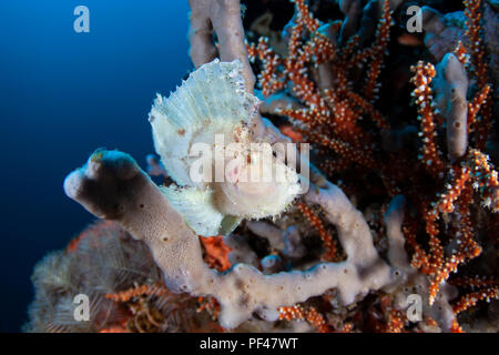 White Leaf Scorpion Fish (Taenianotus triacanthus) Amed, Bali, Indonesia Foto Stock