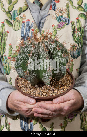 Astrophytum ornatum, succulenti e piante da interno a foglia al Southport Flower Show, Regno Unito Foto Stock