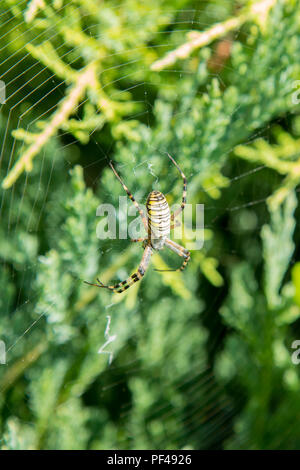 Un ragno di grandi dimensioni con strisce gialle su una ragnatela nel giardino. Giardino Spider-spider lat. foto verticale. Foto Stock