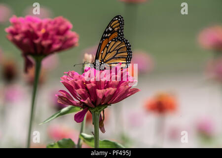 Una farfalla monarca poggia sulla sommità di una zinnia fiore in un giardino estivo Foto Stock