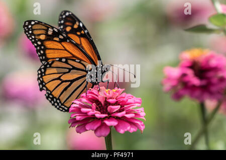 Una farfalla monarca poggia sulla sommità di una zinnia fiore in un giardino estivo Foto Stock