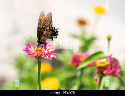 Una farfalla monarca poggia sulla sommità di una zinnia fiore in un giardino estivo Foto Stock