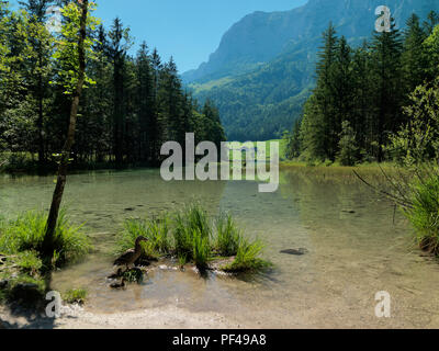 Hintersee, Ramsau, Berchtesgadener Land, Oberbayern, Bayern, Deutschland | Baviera, Germania Foto Stock