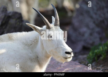 Capre di montagna nel Parco Nazionale di Glacier Foto Stock
