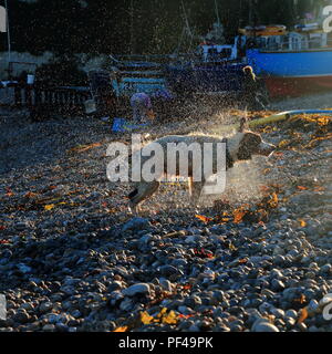 Lo scuotimento del cane fuori acqua sulla spiaggia di ciottoli nel villaggio di birra in Devon Foto Stock