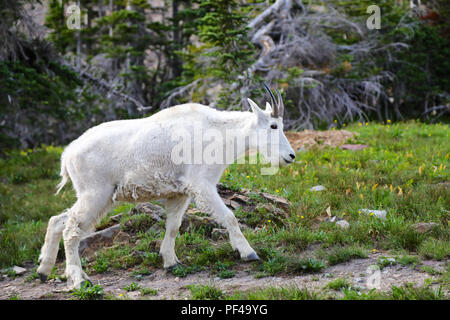 Capre di montagna nel Parco Nazionale di Glacier Foto Stock