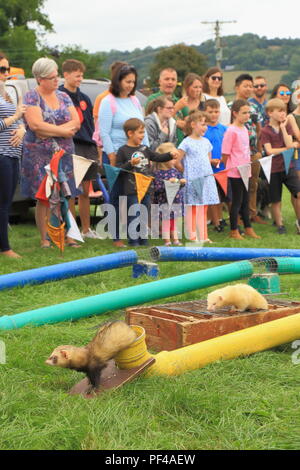 Furetti racing concorrenza a Dalwood country fair durante la quale i furetti eseguire attraverso tubi mentre la gente scommettere su quale animale renderà attraverso Foto Stock