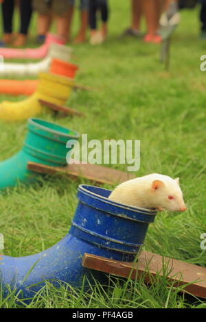 Furetti racing concorrenza a Dalwood country fair durante la quale i furetti eseguire attraverso tubi mentre la gente scommettere su quale animale renderà attraverso Foto Stock