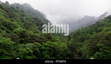 Nebbia di rotolo, lievitazione e nube oltre la fitta foresta lussureggiante di Myohyang montagne del Nord provincia Pyonggan, Corea del Nord Foto Stock