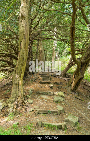 Il sentiero conduce attraverso gli antichi alberi di tasso che formano parte della cupola Woolhope, Fownhope Herefordshire UK. Luglio 2018. Foto Stock