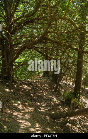 Il sentiero conduce attraverso gli antichi alberi di tasso che formano parte della cupola Woolhope, Fownhope Herefordshire UK. Luglio 2018. Foto Stock