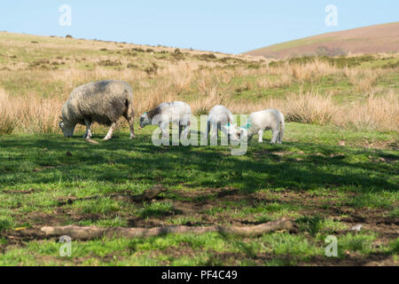 Pecora di montagna e tre agnelli pascolano sui comuni Penybont Llandrindod Wells Foto Stock