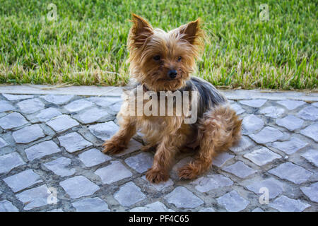 Yorkshire terrier sulla strada Foto Stock