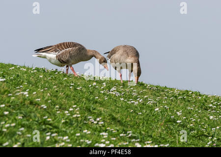 Oche Graylag alimentare sull'erba Foto Stock