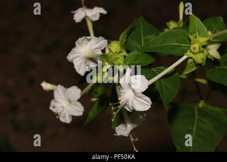 La meraviglia del Perù / quattro ore di fiore Foto Stock