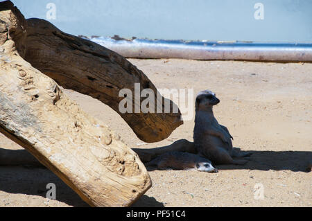 Funny meercats Foto Stock